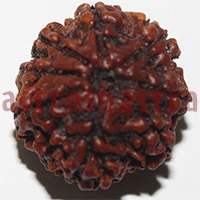 8 mukhi 27965 22.5mm